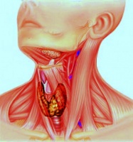 щитовидка узел, узлы +в щитовидной железе,  щитовидная железа узлы лечение, щитовидная железа узлы симптомы, удаление узла щитовидной, операция узла щитовидной, щитовидная железа +у женщин узлы, биопсия узла щитовидной, узлы +в щитовидной железе +чем опасны, пункция узла щитовидной,пункция узла щитовидной железы, щитовидная железа узлы симптомы лечение, щитовидная железа узлы последствия, узел +в щитовидной железе последствия,  рак щитовидной железы, диагностика рака щитовидной железы+в Москве,