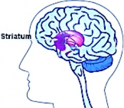 Нарушение работы мозга связано с повреждением нейронов в результате окислительных процессов